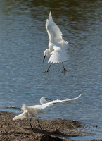 Little Egret Attack II © Peter Gilbert - HC