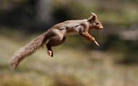 Red Squirrel © Derek Walton - 3rd