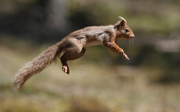 Red Squirrel © Derek Walton - 3rd