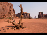 Dead Tree, Monument Valley, UTAH © Paul Thomas - 1st