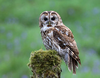 Tawny Owl © Derek Walton - HC