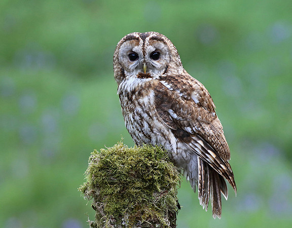 Tawny Owl © Derek Walton - HC