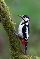 Great Spotted Woodpecker © Derek Walton - 2nd.