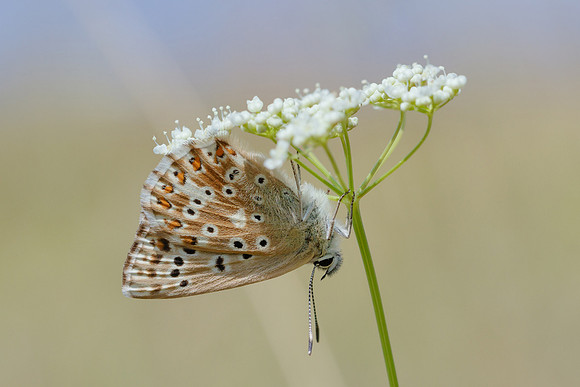Chalk Hill Blue with Sunshade © Jill Dyson-Orme - C