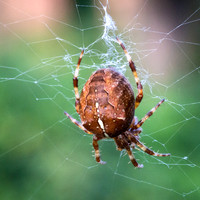 5 Insect Portrait_Araneus Diadematus © David P Howard