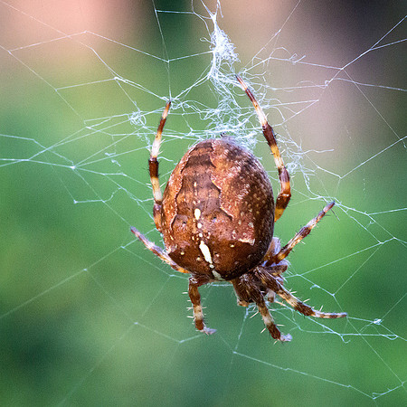 5 Insect Portrait_Araneus Diadematus © David P Howard