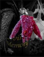 Winter Memory © John Roach - 2nd.=