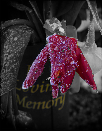 Winter Memory © John Roach - 2nd.=
