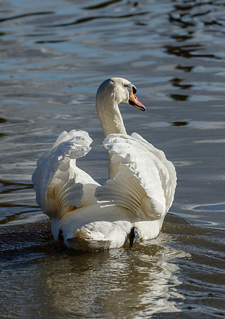 On guard © Jill Orme 1st