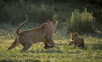 Lioness Playing with Cub © Mary Kirkby - 1st