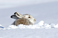 Mountain Hare © Derek Walton - HC