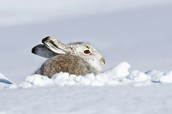 Mountain Hare © Derek Walton - HC