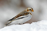 Snow Bunting © Derek Walton - HC