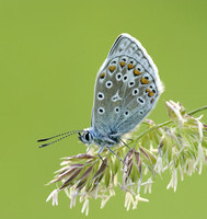 Common Blue Butterfly © Derek Walton - HC