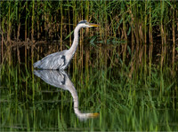 Grey Heron Fishing © Peter Gilbert - C