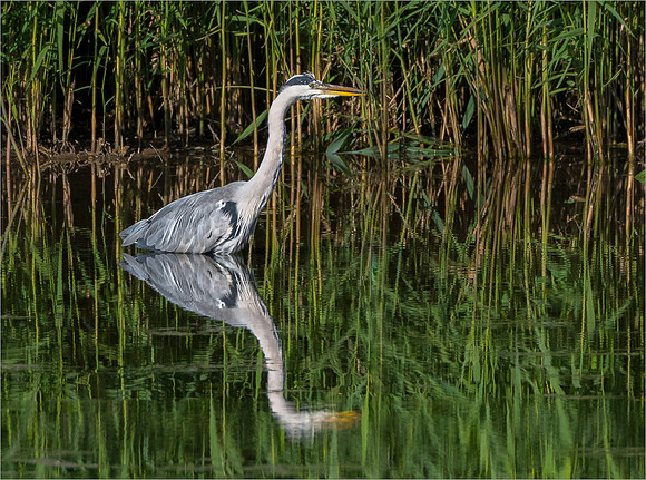 Grey Heron Fishing © Peter Gilbert - C