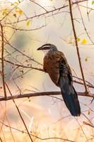 White-Browed Coucal © Mary Kirkby - HC