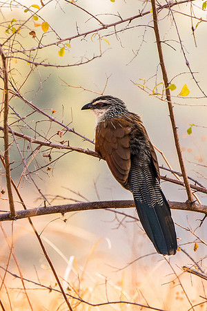 White-Browed Coucal © Mary Kirkby - HC