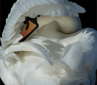 Shy Mute Swan © Peter Gilbert - 3rd