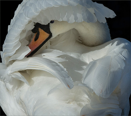 Shy Mute Swan © Peter Gilbert - 3rd