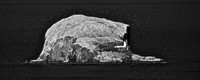 The Bass Rock and its Birds © Andrew Dow - C