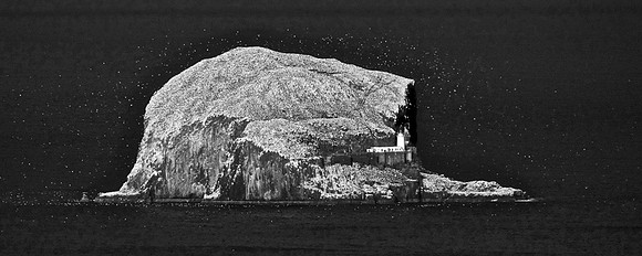The Bass Rock and its Birds © Andrew Dow - C