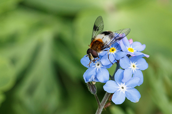Volucella pellucens © Jill Orme - C