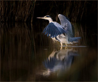 Grey Heron Wing Stretch © Peter Gilbert - 2nd