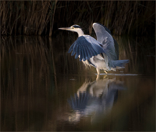 Grey Heron Wing Stretch © Peter Gilbert - 2nd