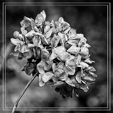 Hydrangea © Michael Robertson-Smith - C
