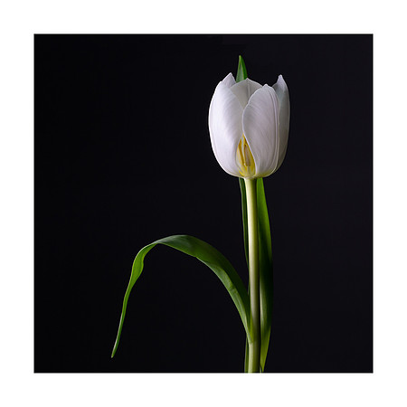 Tulip © Ian Bailey