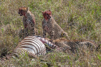 Cheetah Cubs Feeding © Mary Kirkby - 12