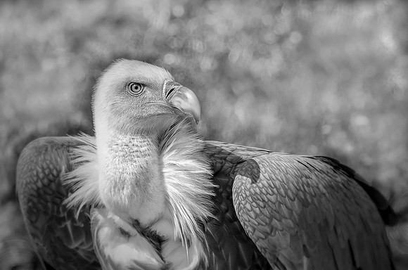 05 Griffon Vulture © Phil Welch