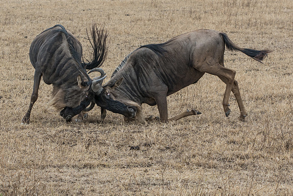 Sparring Wildebeest © Mary Kirkby - 13