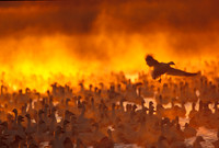 Snow Geese in Ground Fog at Dawn © Derek Walton - HC