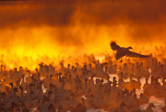 Snow Geese in Ground Fog at Dawn © Derek Walton - HC