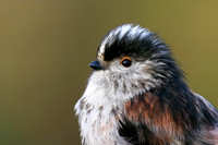 Long Tailed Tit Portrait © Derek Walton - C