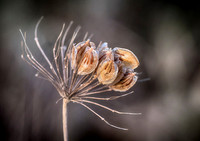 Holding on for Spring © Dick Prior - C
