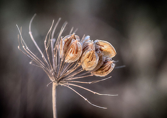 Holding on for Spring © Dick Prior - C