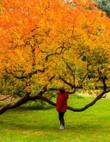 Discovering Autumn - Hidcote © Fred Reeve - C