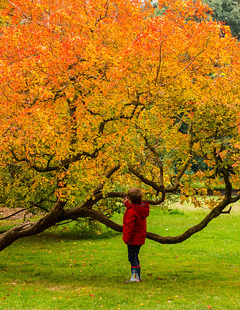 Discovering Autumn - Hidcote © Fred Reeve - C