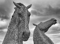 Wild Horses © John Roach - C