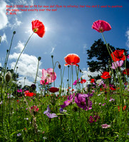 William Morris Meadow