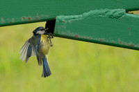 Blue Tit food delivery © Peter Gilbert - HC