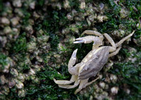Climbing Crab © Andrew Leask - C