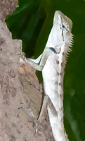Gecko Lizard © Brian Cole 2nd =