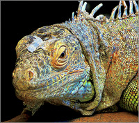 Reptile © Russ Thomas 2nd =