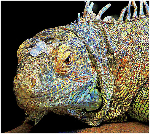 Reptile © Russ Thomas 2nd =