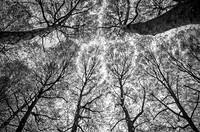 A Passion for Trees © Andrew Dow - HC