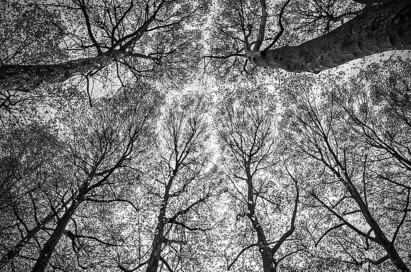 A Passion for Trees © Andrew Dow - HC